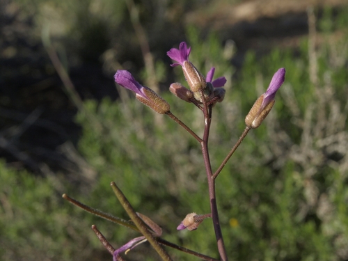 Boechera lincolnensis