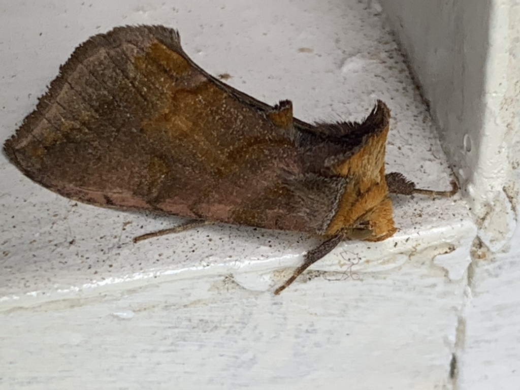 Unspotted Looper Moth