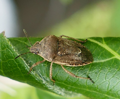 Hymenarcys nervosa