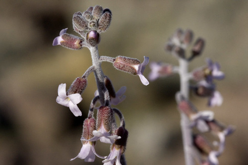 bluepod rockcress (Arabis glaucovalvula)