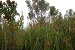 Elegia thyrsoidea