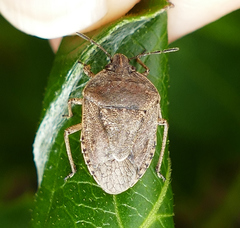 Hymenarcys nervosa