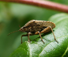 Hymenarcys nervosa