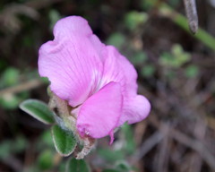Podalyria burchellii
