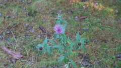Centaurea phrygia