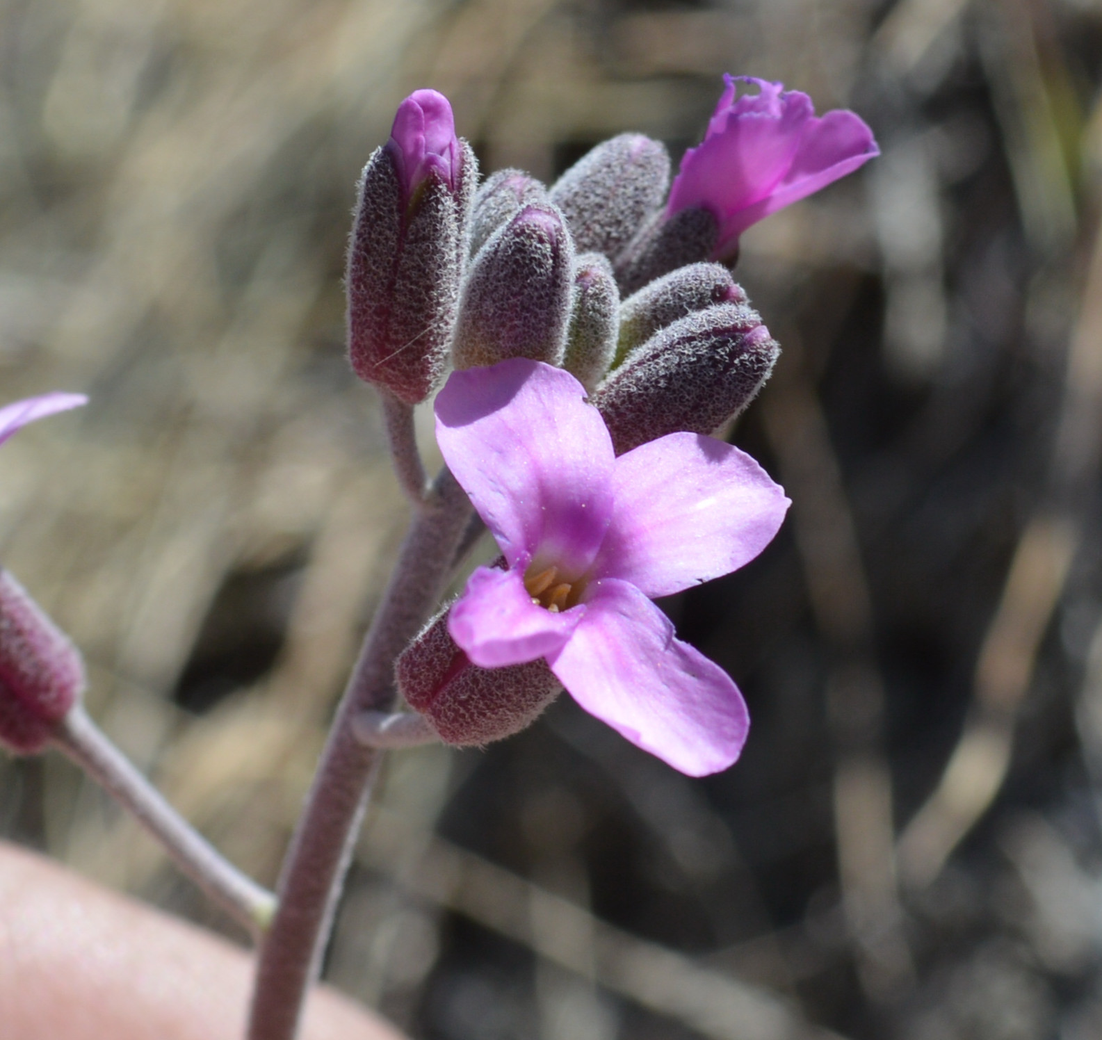 Boechera pulchra