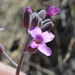 Boechera pulchra - Photo (c) Mojave Wildflowers, algunos derechos reservados (CC BY-NC-ND)