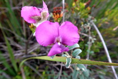 Podalyria burchellii