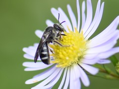 Lasioglossum sexnotatum