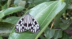 Cyclosia pieridoides