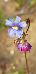 Nemesia versicolor