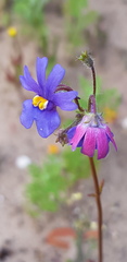 Nemesia versicolor
