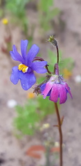 Nemesia versicolor