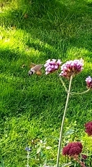 Macroglossum stellatarum