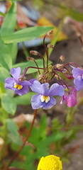 Nemesia versicolor