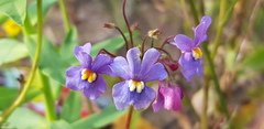 Nemesia versicolor