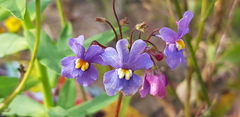 Nemesia versicolor