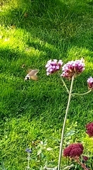 Macroglossum stellatarum