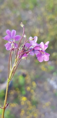 Nemesia versicolor