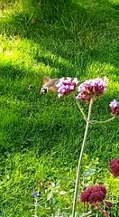 Macroglossum stellatarum