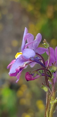 Nemesia versicolor