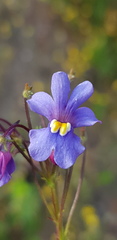 Nemesia versicolor
