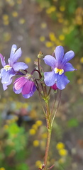 Nemesia versicolor