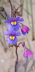 Nemesia versicolor