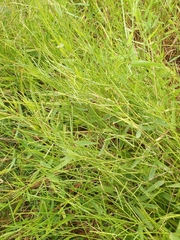 Urochloa platyphylla