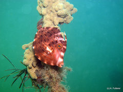 Eubalichthys mosaicus