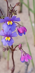 Nemesia versicolor