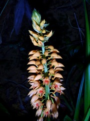 Calanthe pulchra