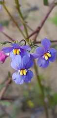 Nemesia versicolor