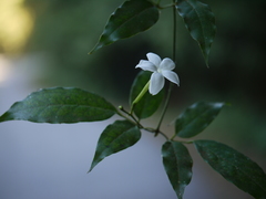 Jasminum flexile