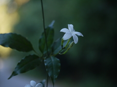 Jasminum flexile