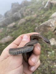 Amplorhinus multimaculatus