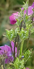Nemesia versicolor