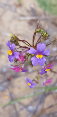 Nemesia versicolor