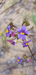 Nemesia versicolor