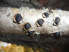 Eutypella stellulata