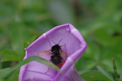 Bombus eximius