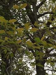 Diospyros mespiliformis