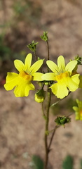 Nemesia versicolor