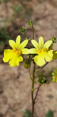 Nemesia versicolor