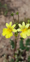 Nemesia versicolor