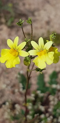 Nemesia versicolor