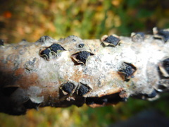 Eutypella stellulata