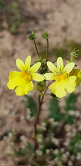 Nemesia versicolor