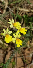 Nemesia versicolor
