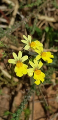 Nemesia versicolor
